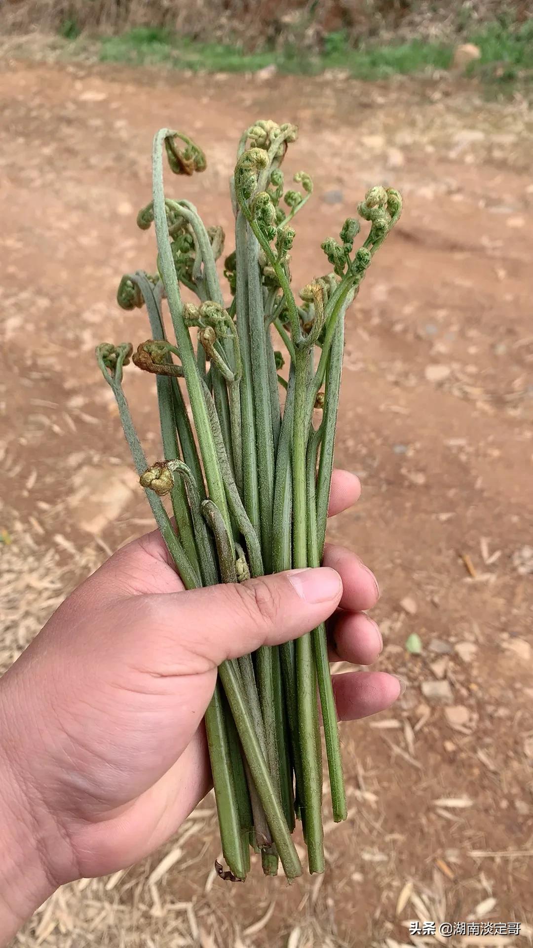 湖南人来广东的感受,湖南人来江苏旅游