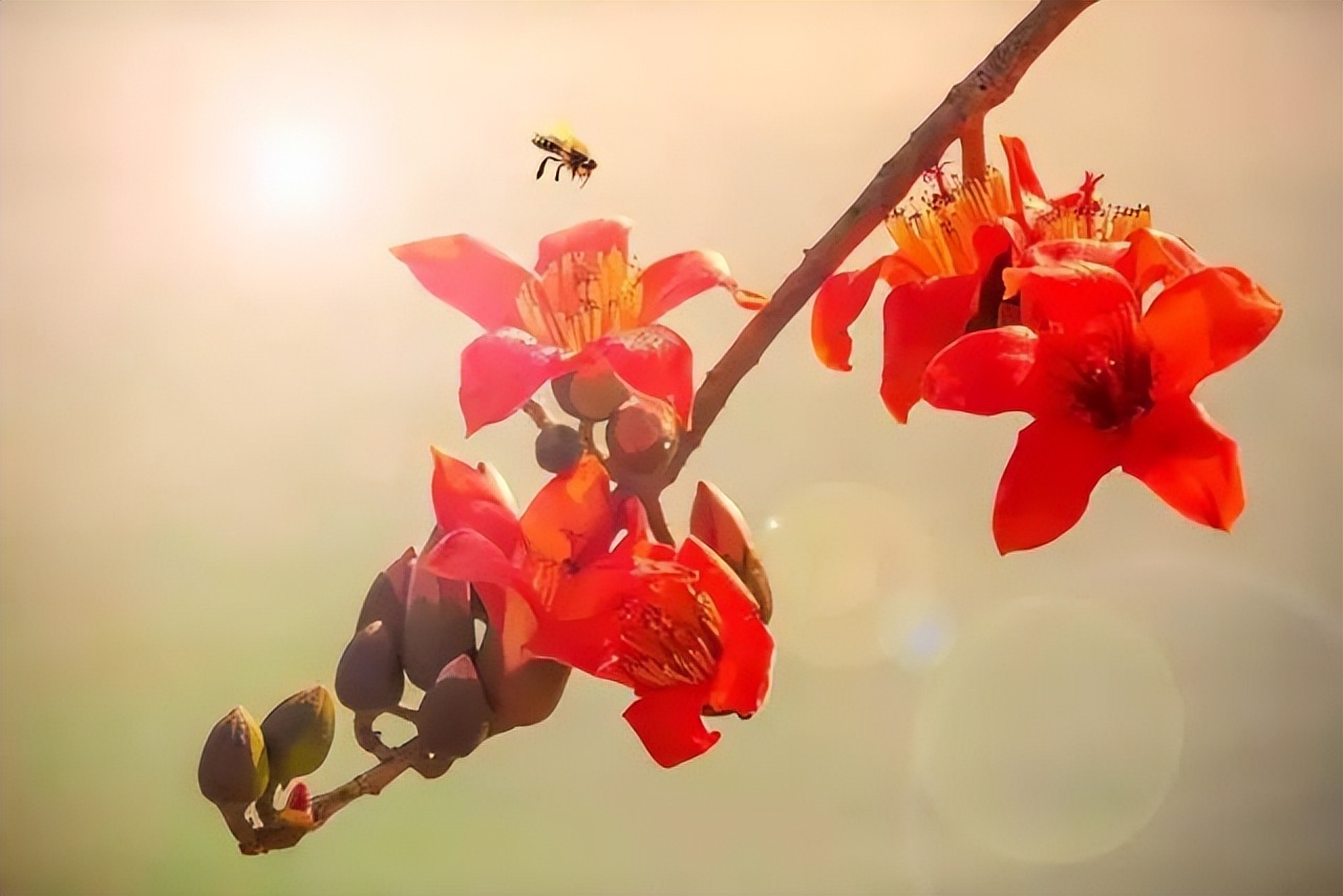 攀枝花领地阳光花城,攀枝花普达阳光康养胜地