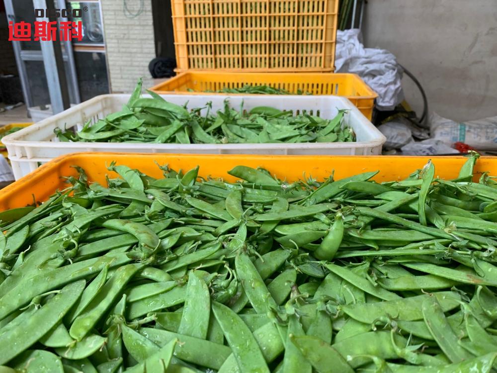 荷兰豆最好吃的品种图片,荷兰豆的种类有哪些