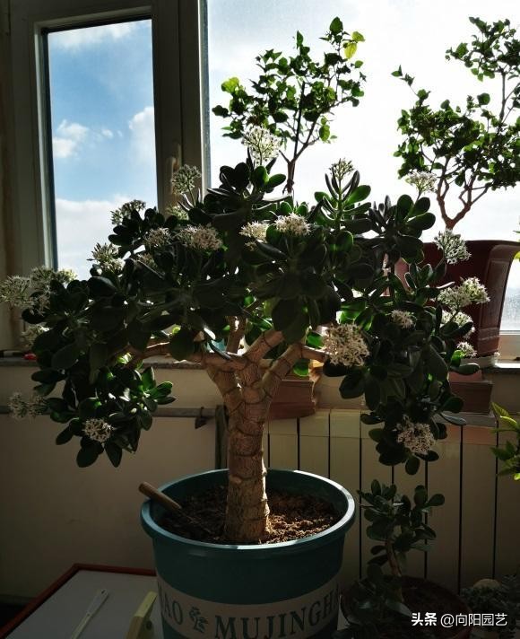 客厅最旺财的10种花,过年摆什么花放在客厅