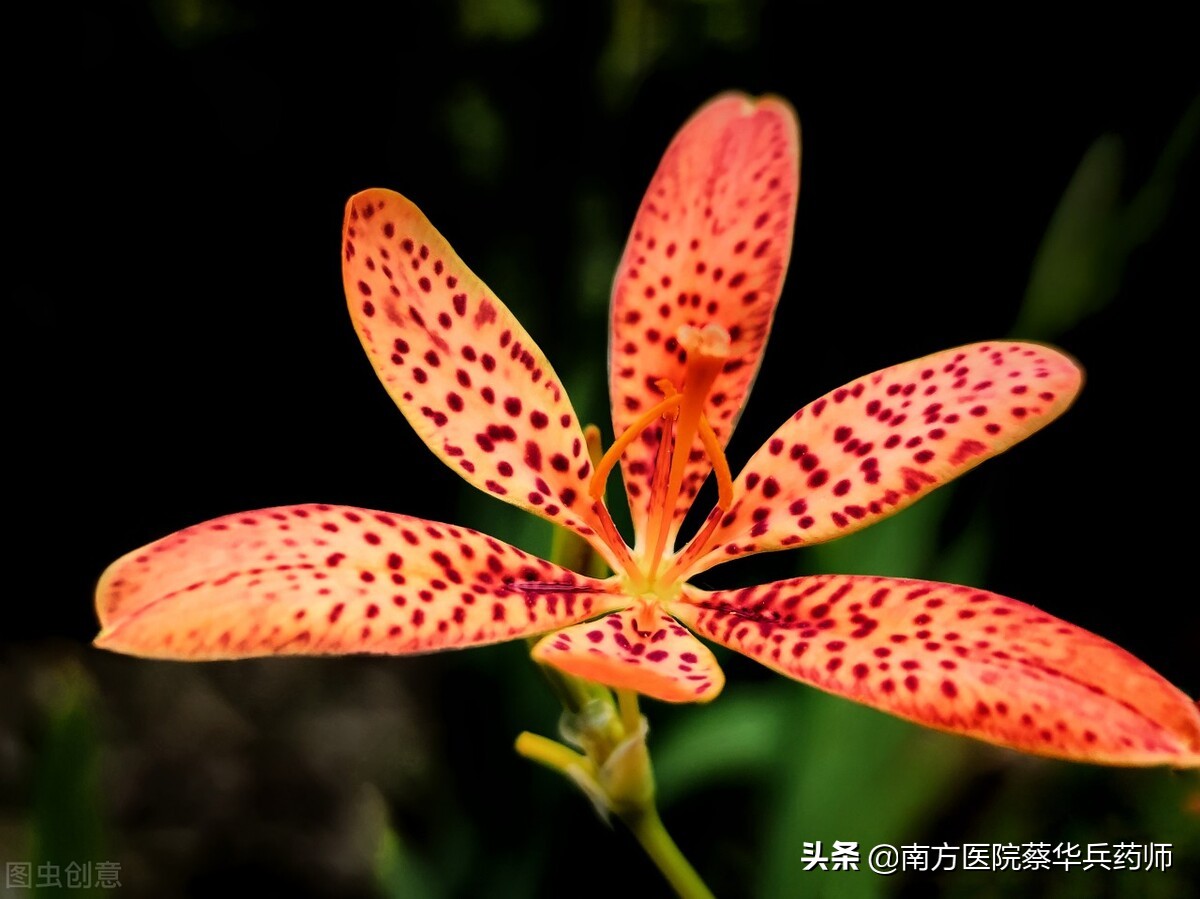 止咳化痰的一种花,止咳化痰的黄色花