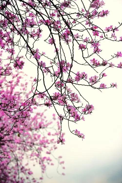 在今头条怎么发文章,在今日头条写文章怎么配图