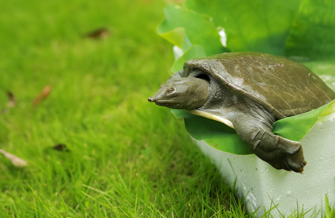 蚊子叮了甲鱼会死是真的吗,蚊子叮过甲鱼有毒吗