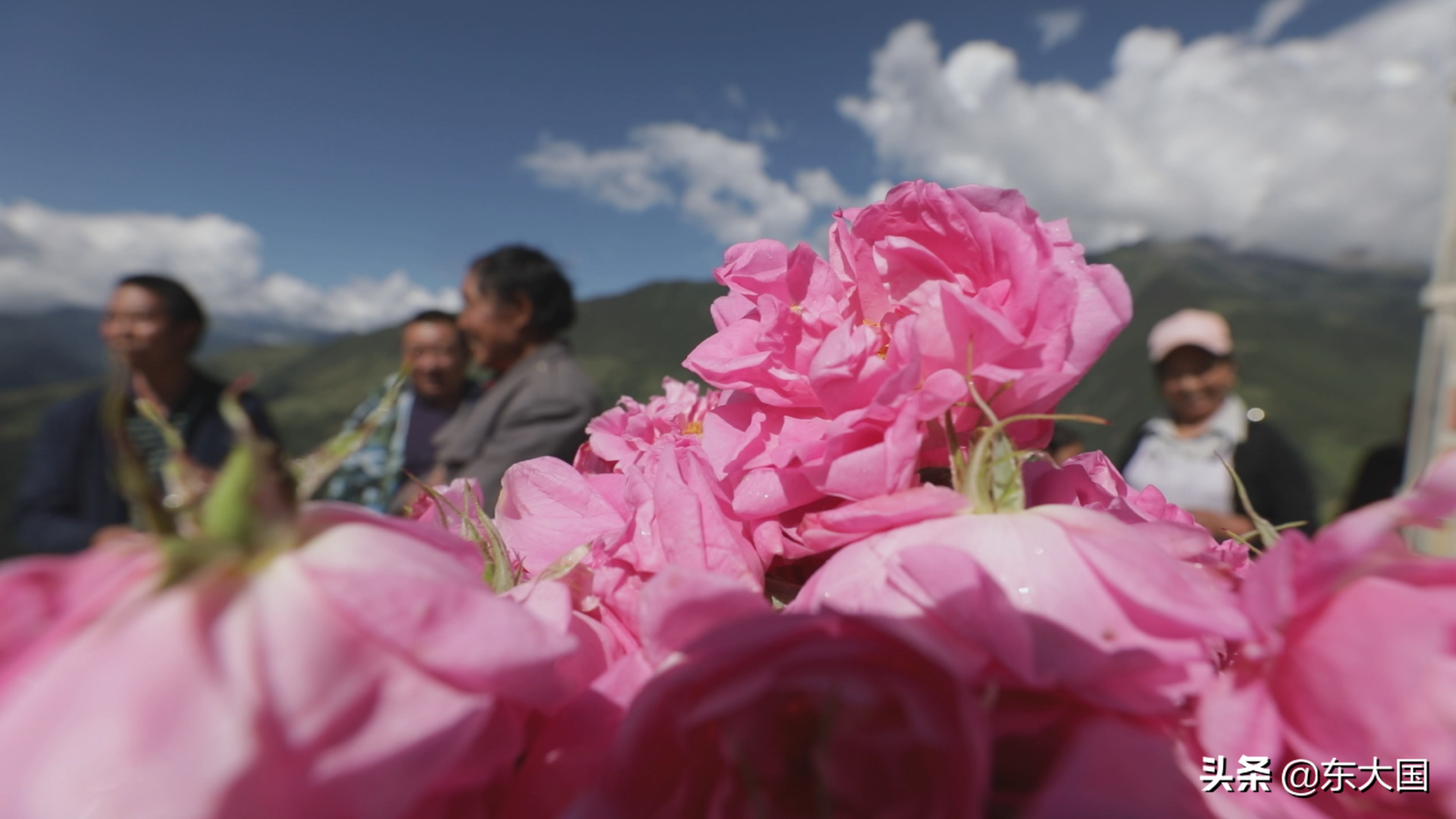 野猪“刺”激来的玫瑰花——玫瑰姐姐和她的美丽经济