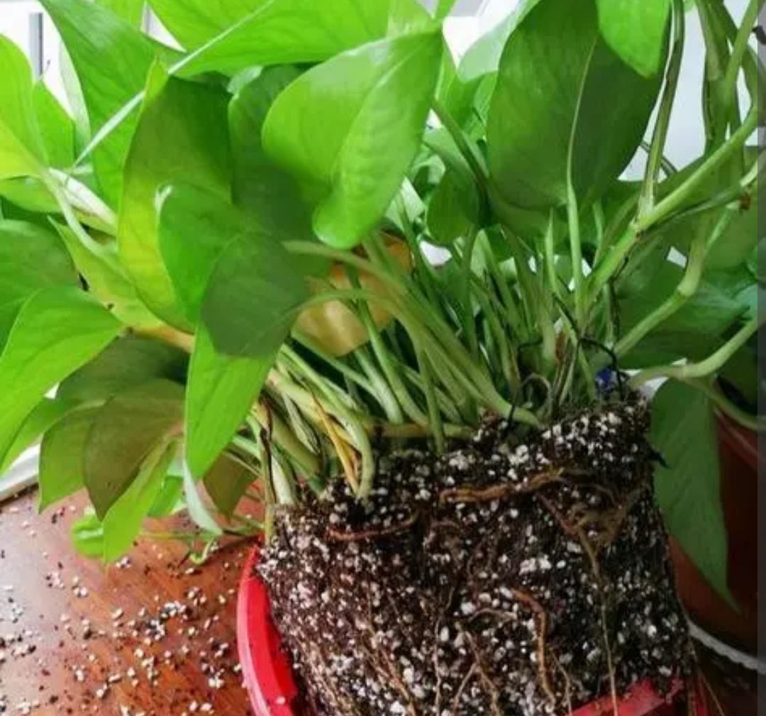 绿萝如何养又大又爆盆,我的绿萝为啥只长藤枝叶不爆盆呢