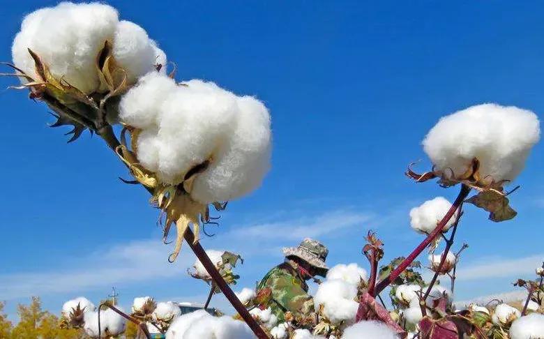 阿迪达斯新事件,阿迪达斯恢复使用新疆棉了吗