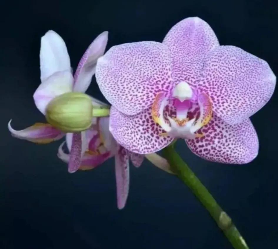 兰花的唯美图片,珍稀兰花各色大全