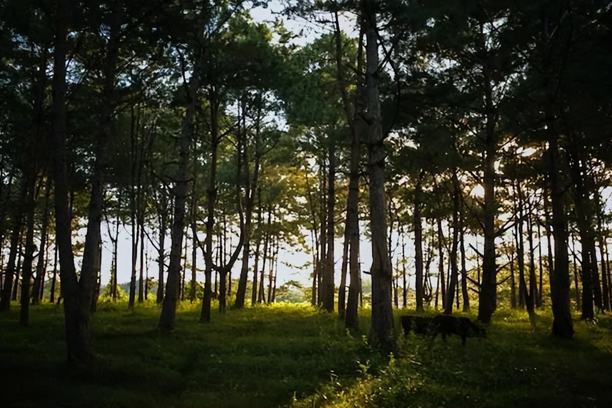 没有月亮的夜晚句子,没有月亮心里也一片皎洁