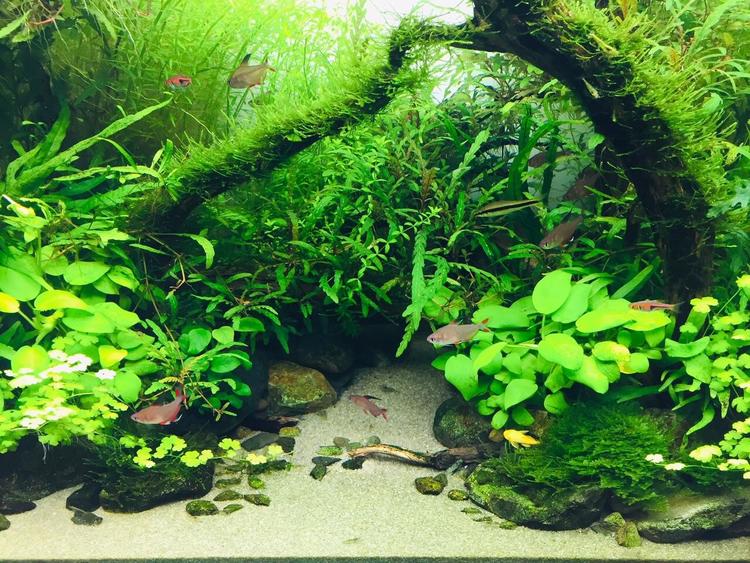 大妈养殖致富,造景水草养殖一亩利润多少