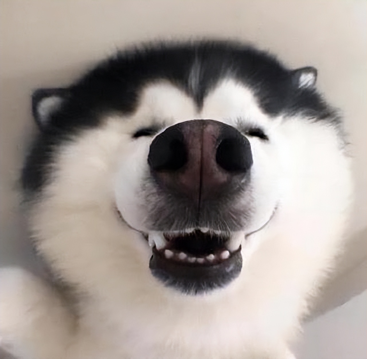 什么狗比较温顺不乱叫,哪种狗最聪明温顺可爱