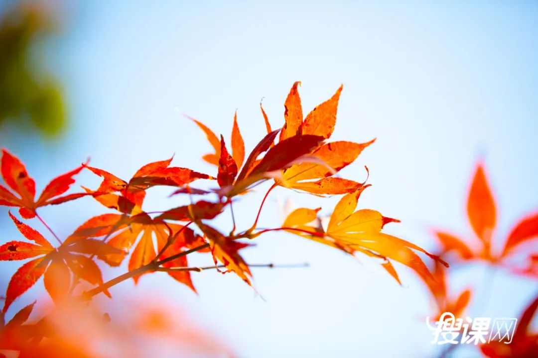 秋季限定|昆明九所学校，送你诗意校园里的一抹金