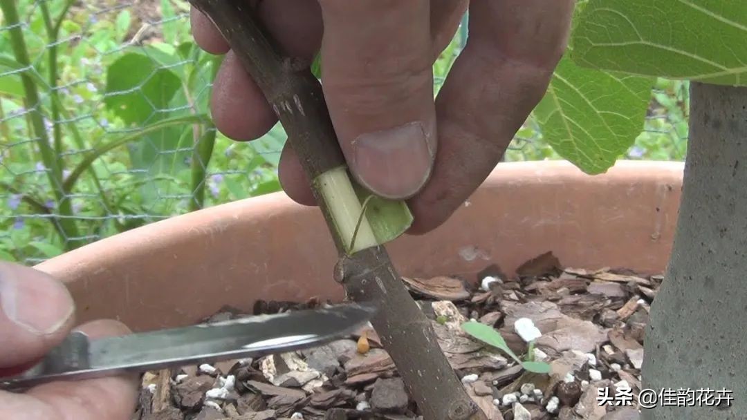 花卉绿植扦插繁殖方法视频播放,各种花卉的扦插视频教程
