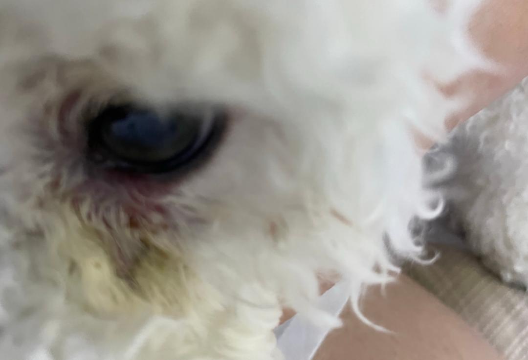 宠物医生狗狗感冒发烧,狗有一只眼睛发炎红肿用什么药