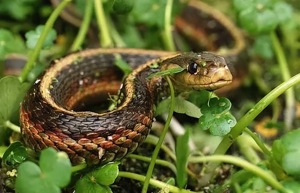打蛇打七寸那么七寸到底在哪里呢,打蛇要打七寸下一句是什么