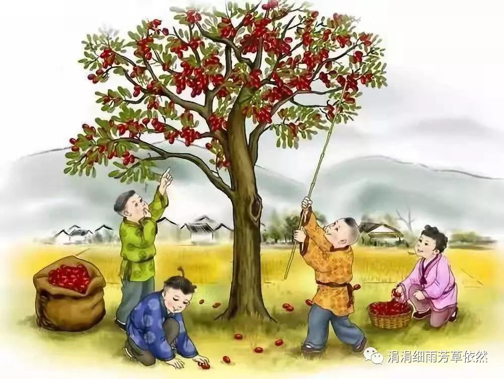 我家的枣树二年级上册阅读,我家的枣树一年级阅读理解