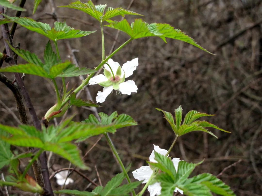 四明山华顶杜鹃,浙东华顶杜鹃群落