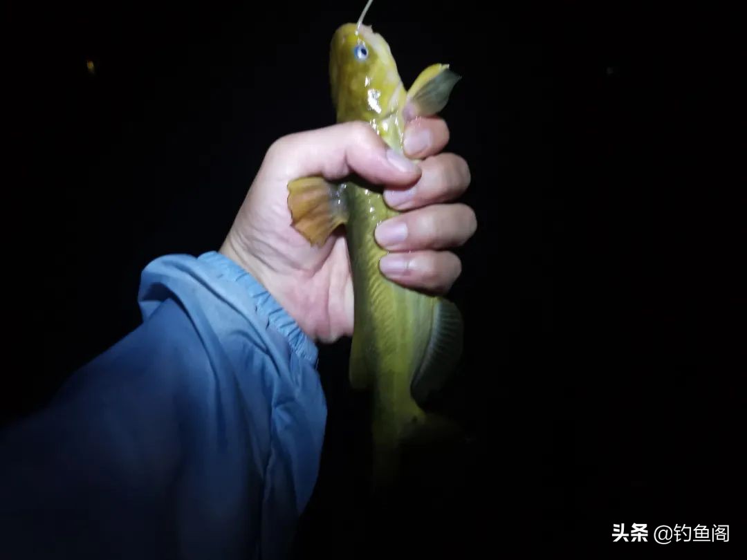 钓汪刺打窝技巧,冬季钓汪刺打窝技巧