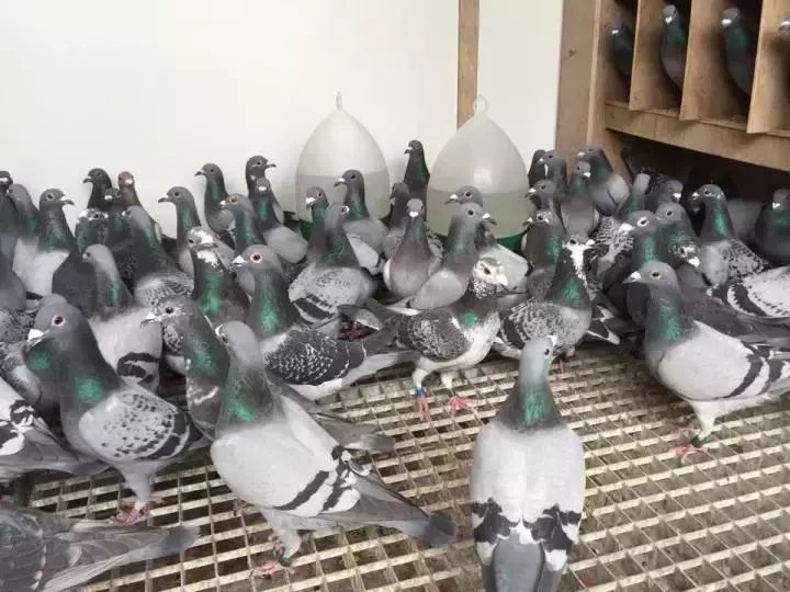 怎样培育自己的主力鸽,怎样从一窝鸽子挑出最好的狗