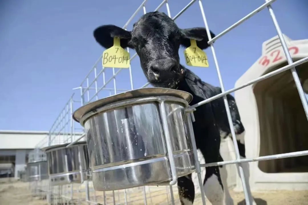 武清好喝的牛奶,武清奶酪罐子