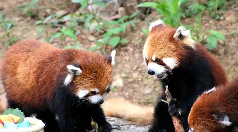 国庆来大连玩,国庆去哪里玩大连