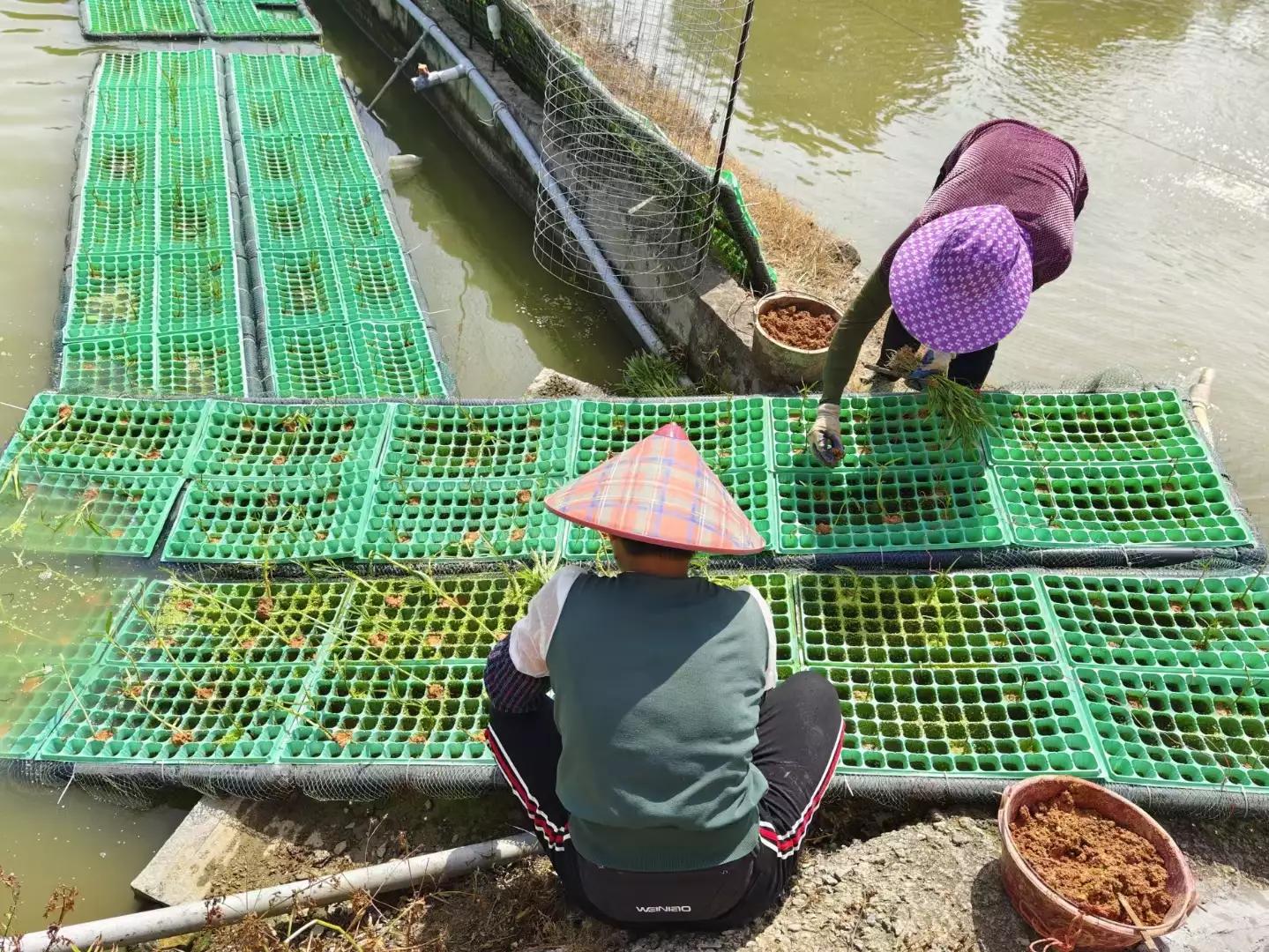 最好吃的淡水鱼排行榜,最好吃的淡水鱼品种大全