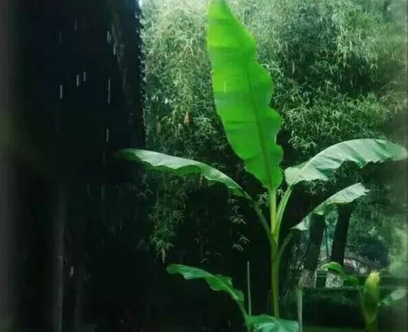 「新梦文学」同题专刊：东边日出西边雨】