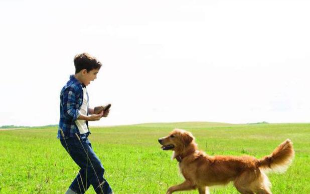 狗子过分活泼怎么办,狗子太兴奋不听话