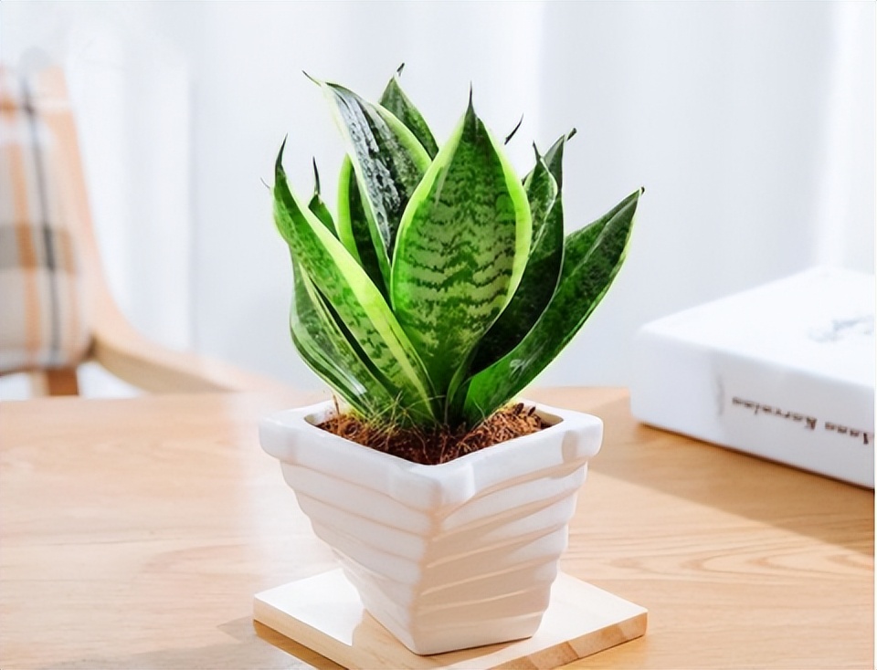 去甲醛味用什么方法最快？拒绝走弯路，看看这几个方法