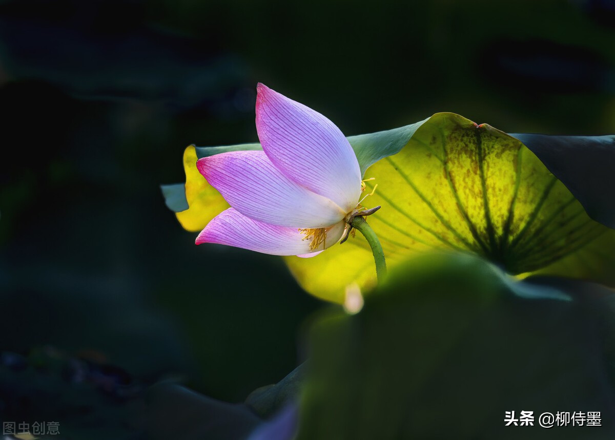 如何拍荷花才不俗,拍摄荷花忌讳