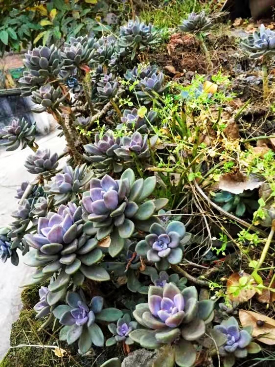 在别人家房顶上捡免费的多肉,农村里捡野生多肉