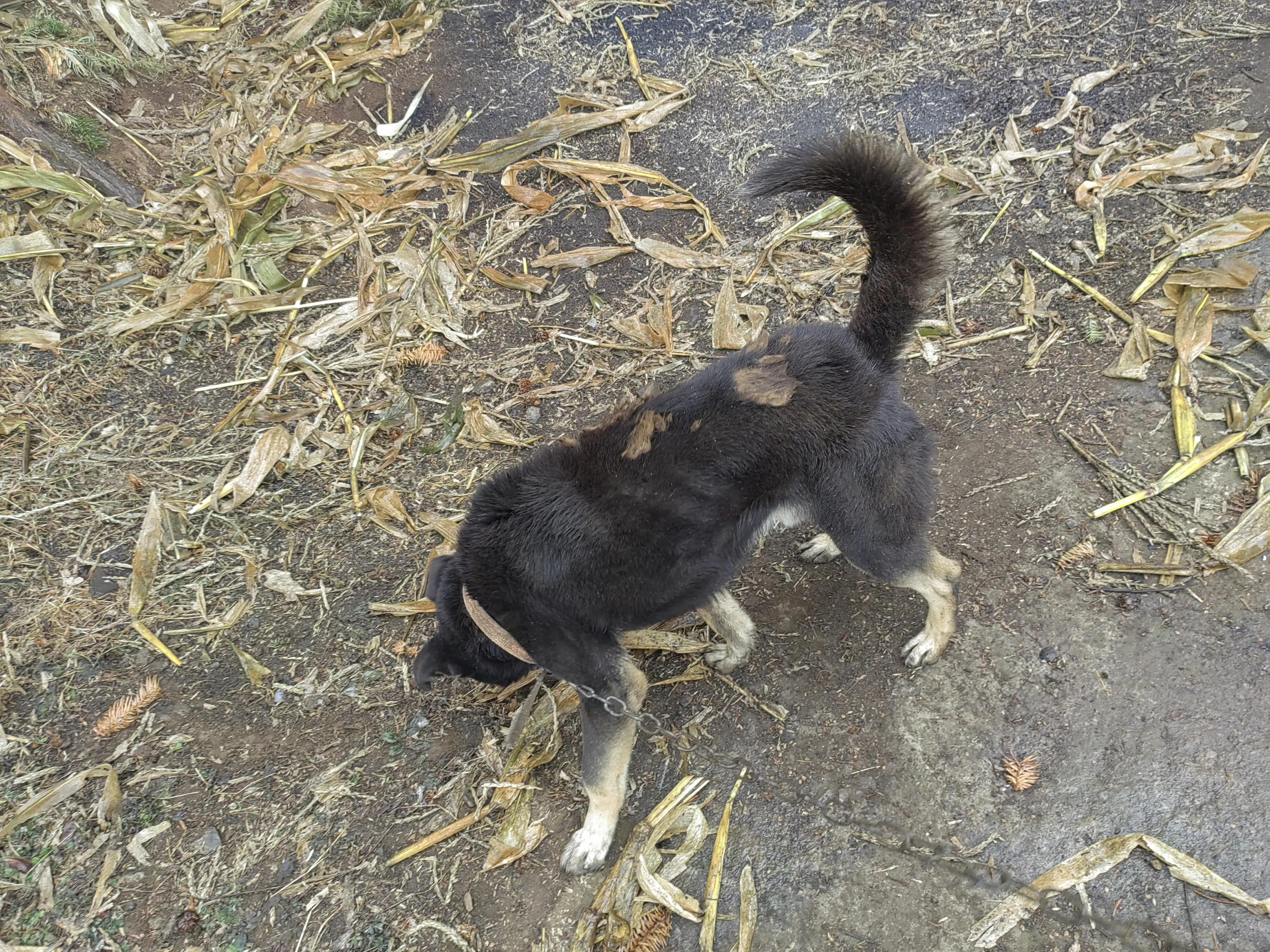 养狗人是怎么处理被狗咬到的,养狗被自家狗咬伤了怎么办