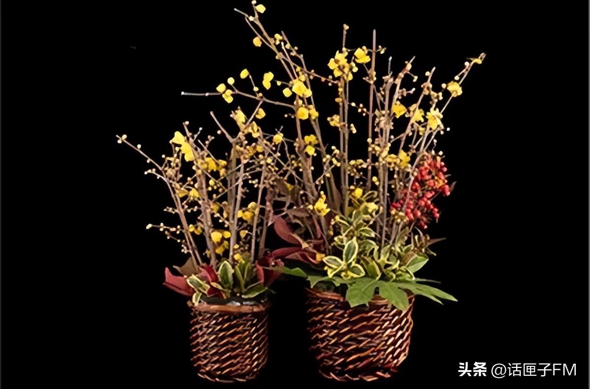 上海春节年宵花选购指南,新年将至充满年味的年宵花不能少