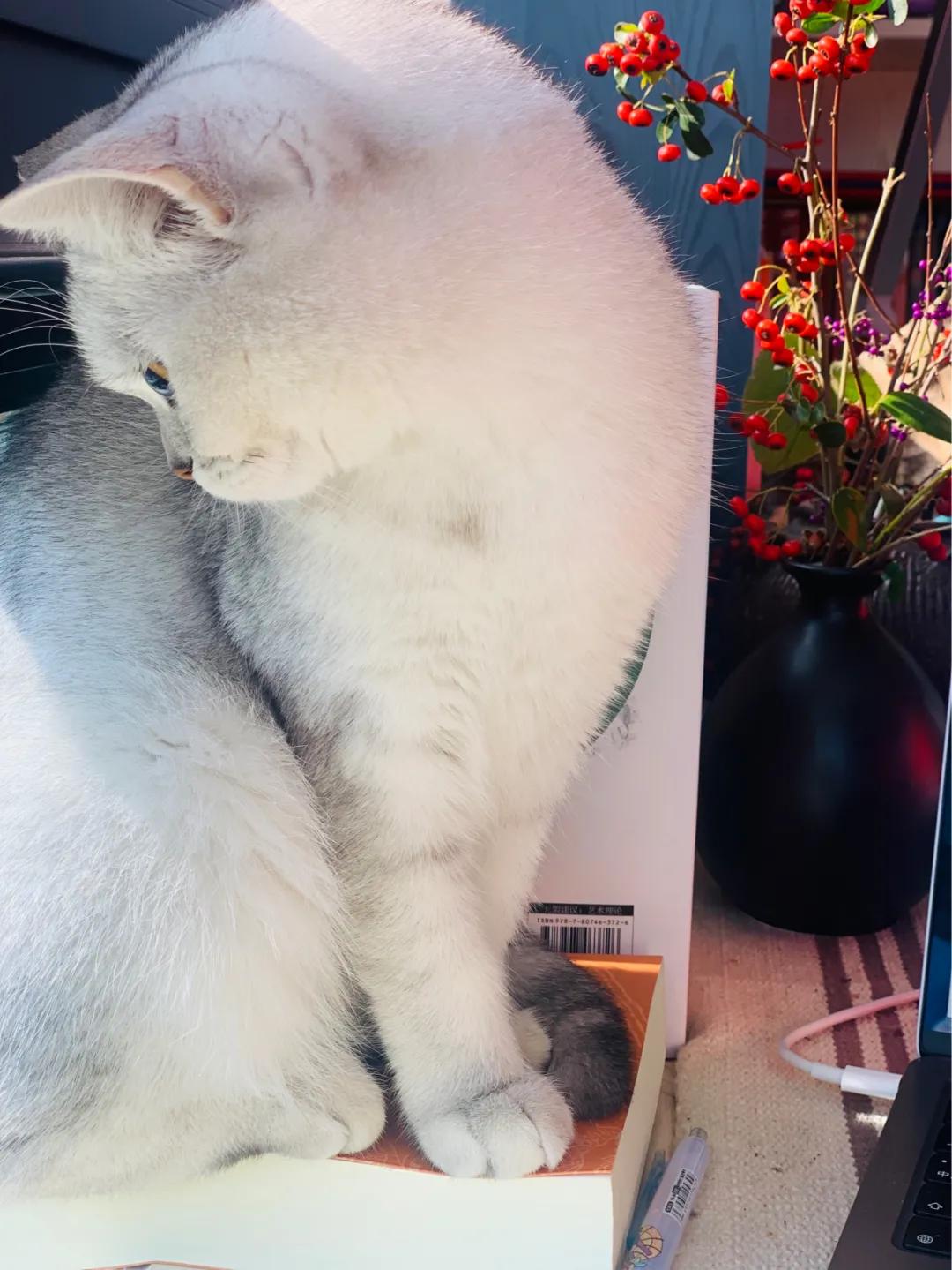 把2021，打个蝴蝶结