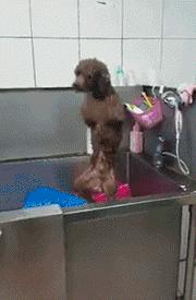 泰迪的七种缺点,黑泰迪的优点与缺点