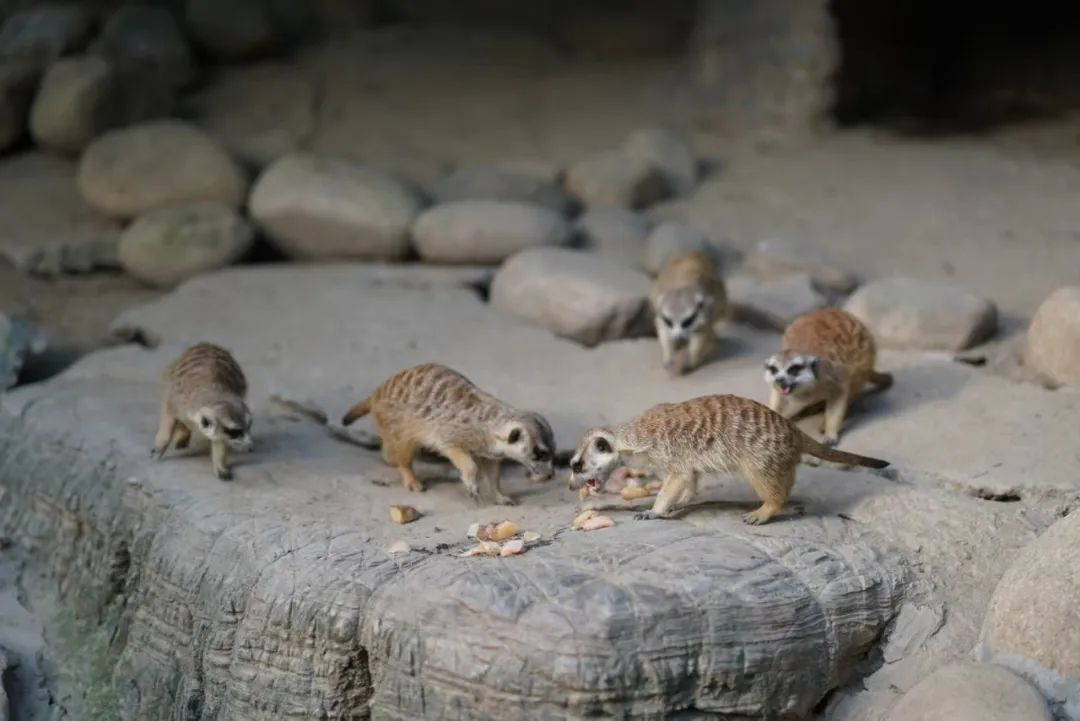 上海野生动物园建议周六周天去吗,上海野生动物园通玩一日游攻略
