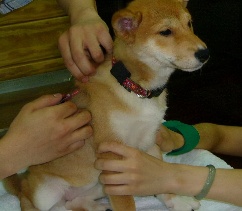 帮狗狗驱除“跳蚤”的几个偏方,真的很有用,快收藏吧