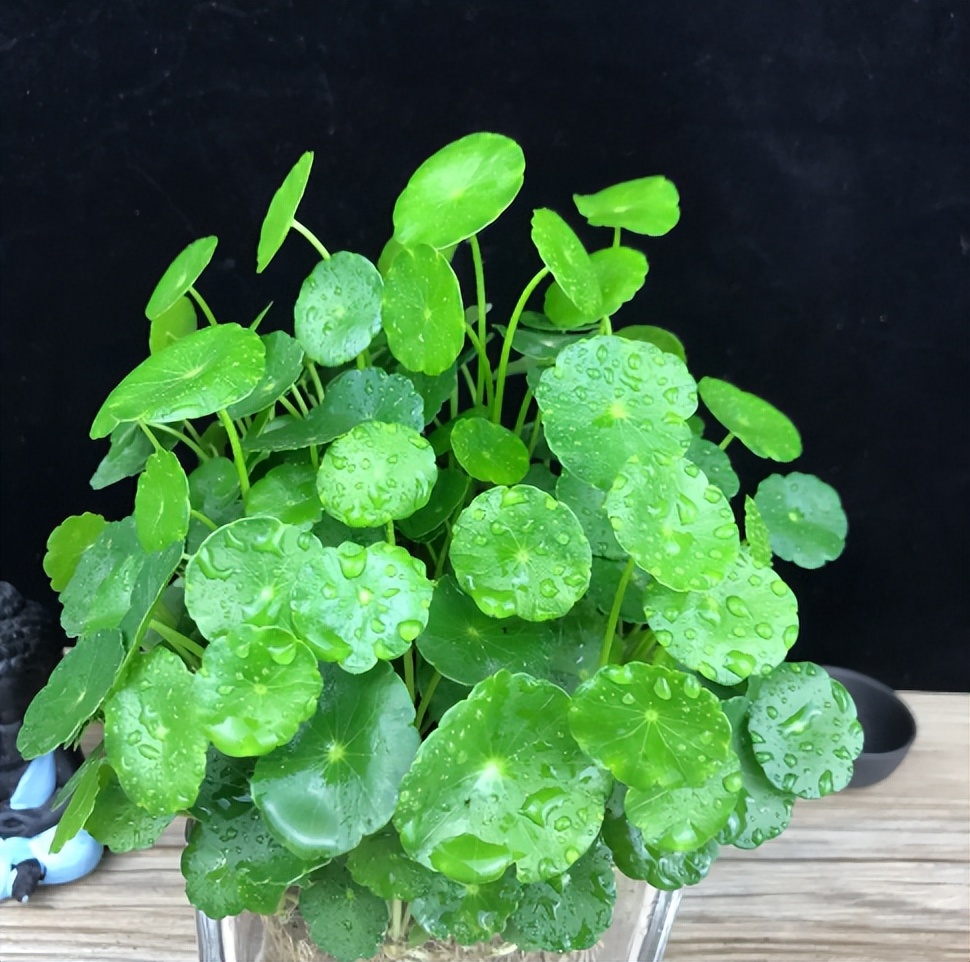 铜钱草的营养价值与功效,生态多样性的作用和意义