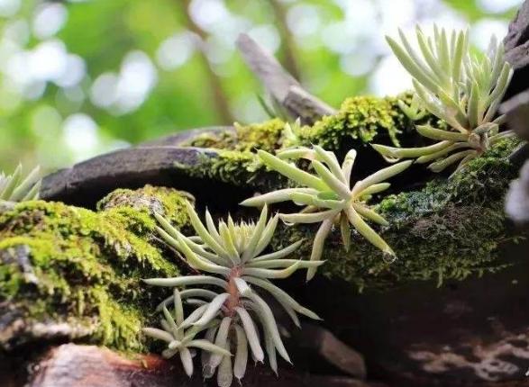 瓦房屋顶植物,瓦房上面的一种植物