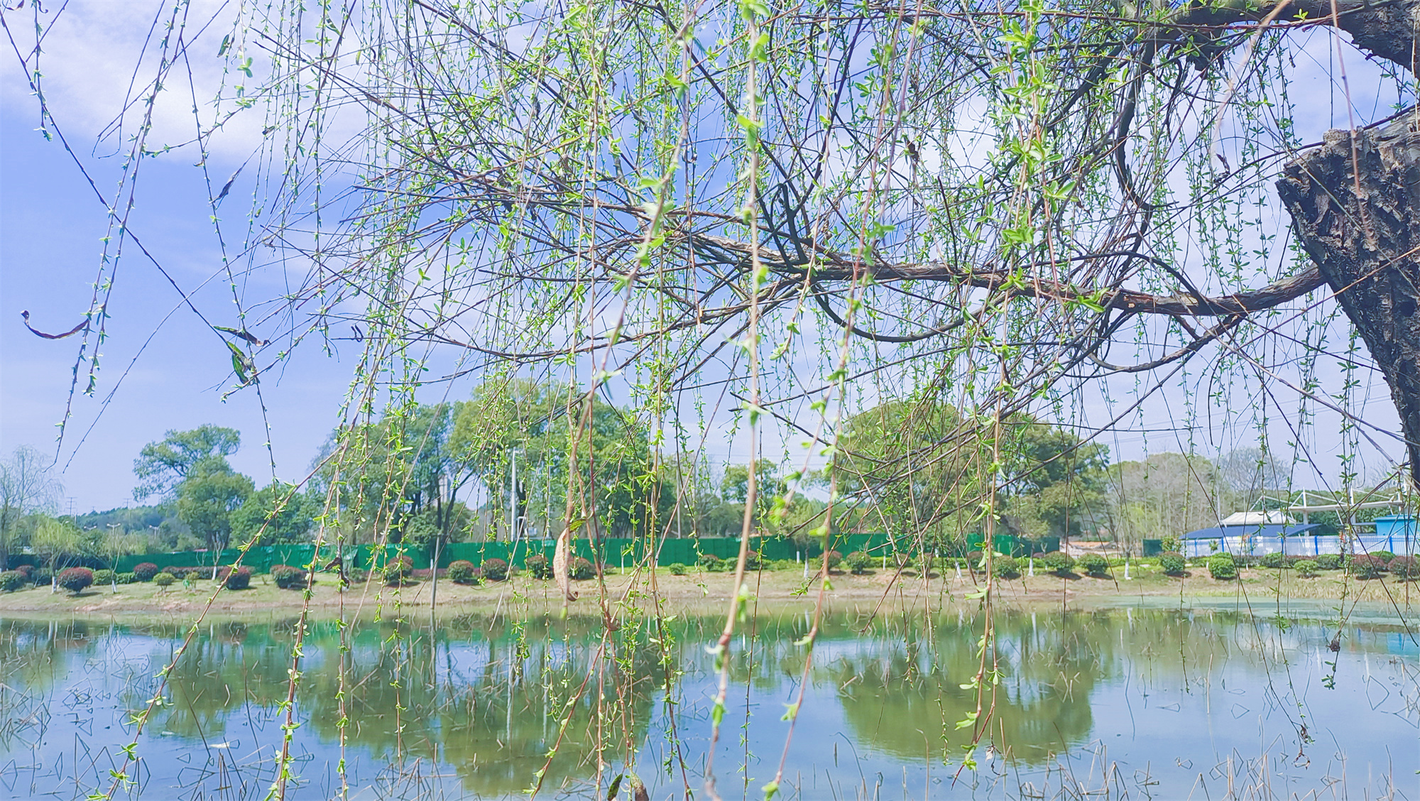 美丽吉安之风光系列：春天的柳树婀娜多姿美丽动人