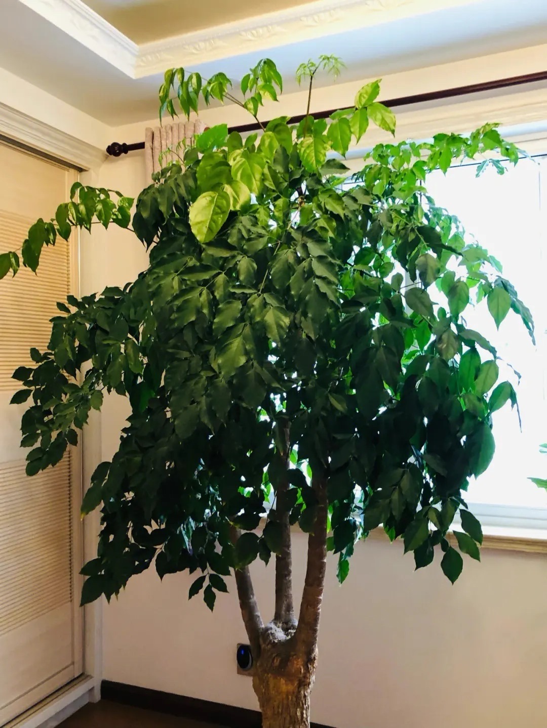 客厅最旺财的4种树,客厅种什么绿植最佳风水好