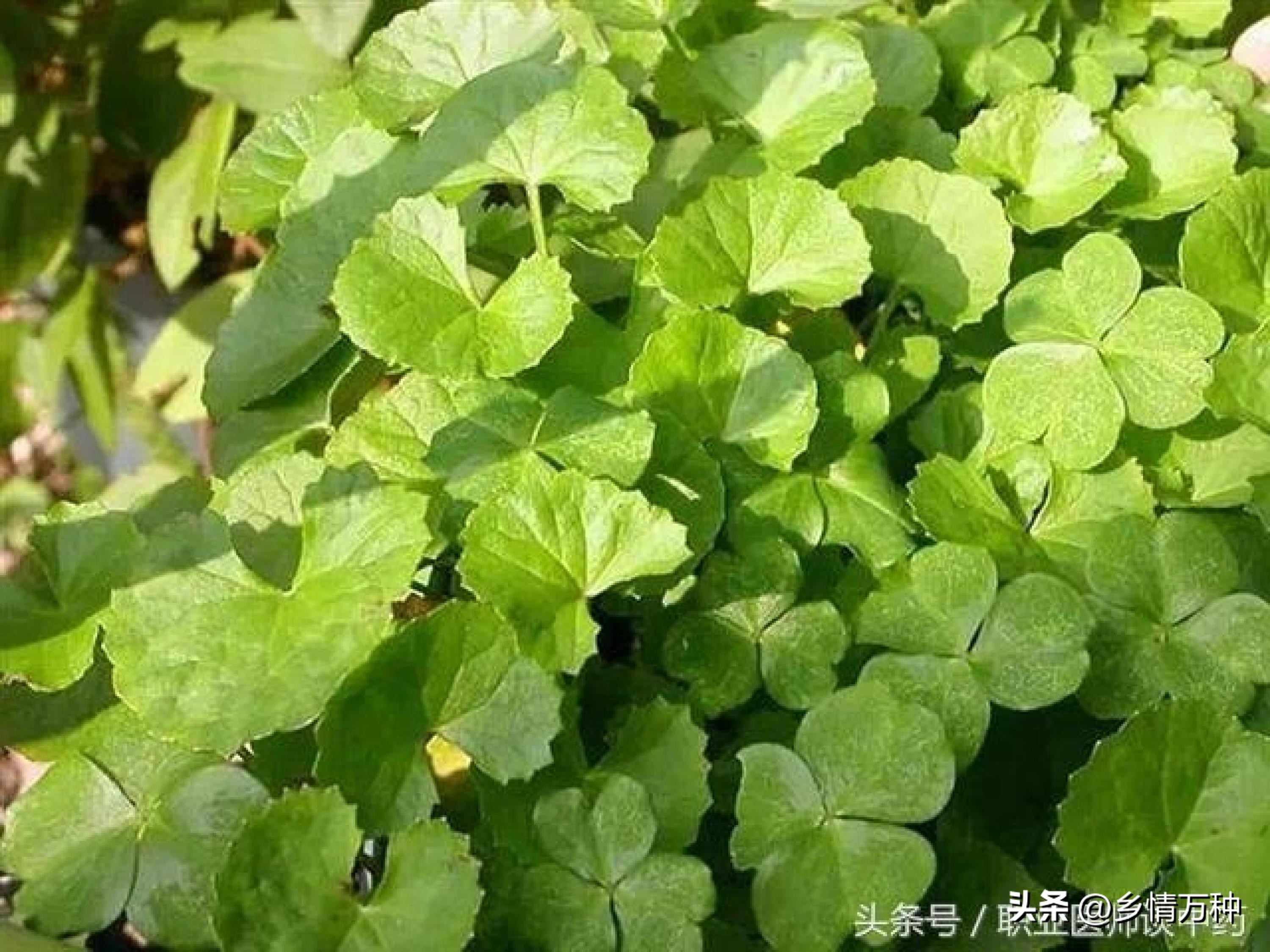 中药种植植物有哪些,中药植物哪些好种植