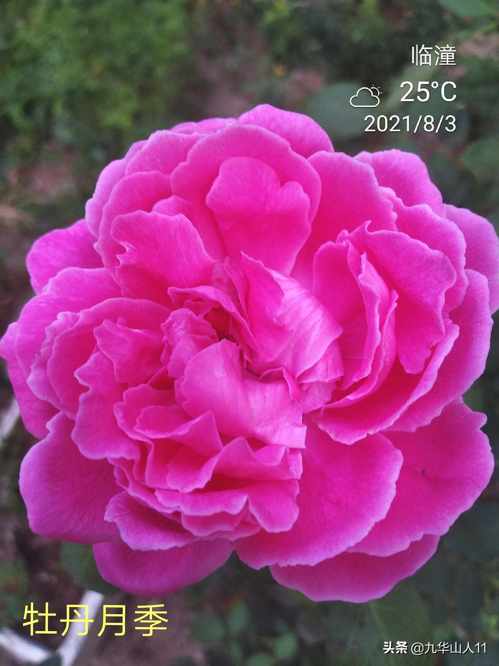 大花浓香勤花的月季品种,大花月季品种介绍大全图片及价格