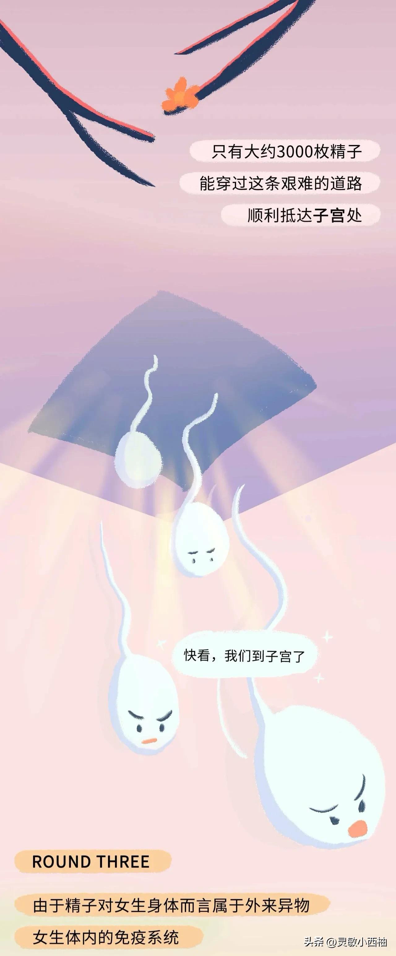 这就是精子进入女性体内的全过程，太神奇了！（漫画）