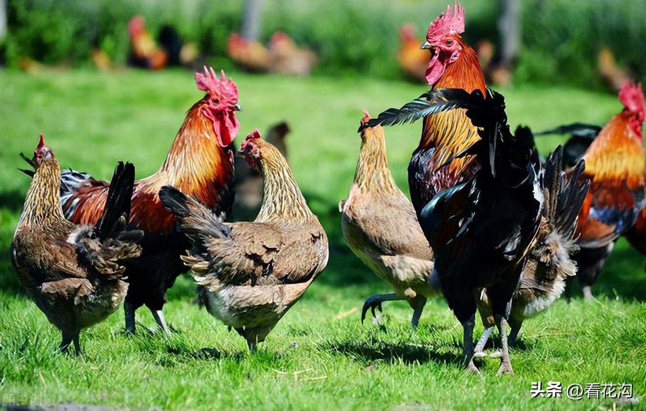 195.河南省舞阳县的概况