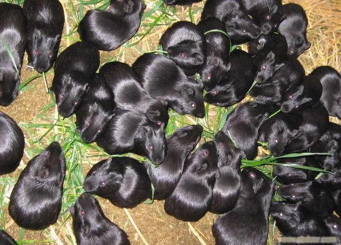 黑豚鼠养殖前景怎么样,豚鼠养殖最好养的品种