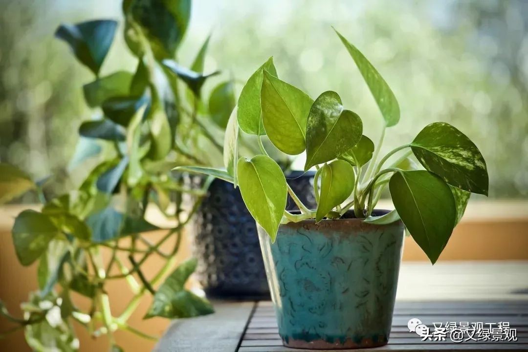 室内植物墙哪些类型植物合适,适合做绿植墙的常绿植物