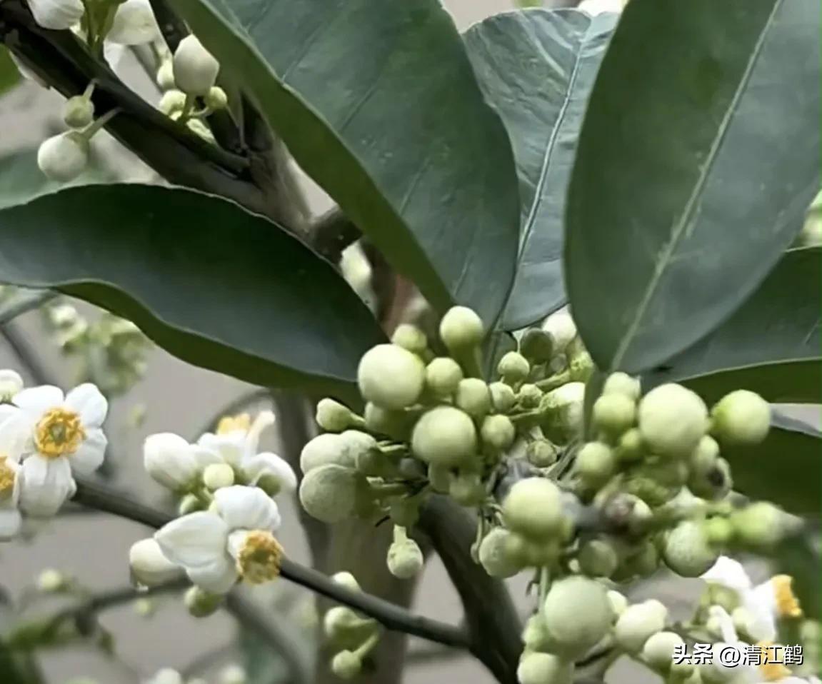 人称“蜂花醇”，有“9大增产用途”，对照使用，可提质增效