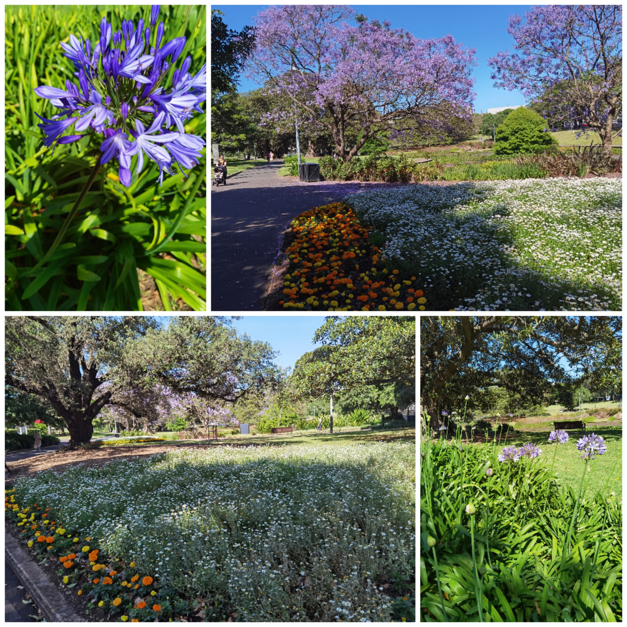 悉尼四天自由行,意犹未尽韩语版