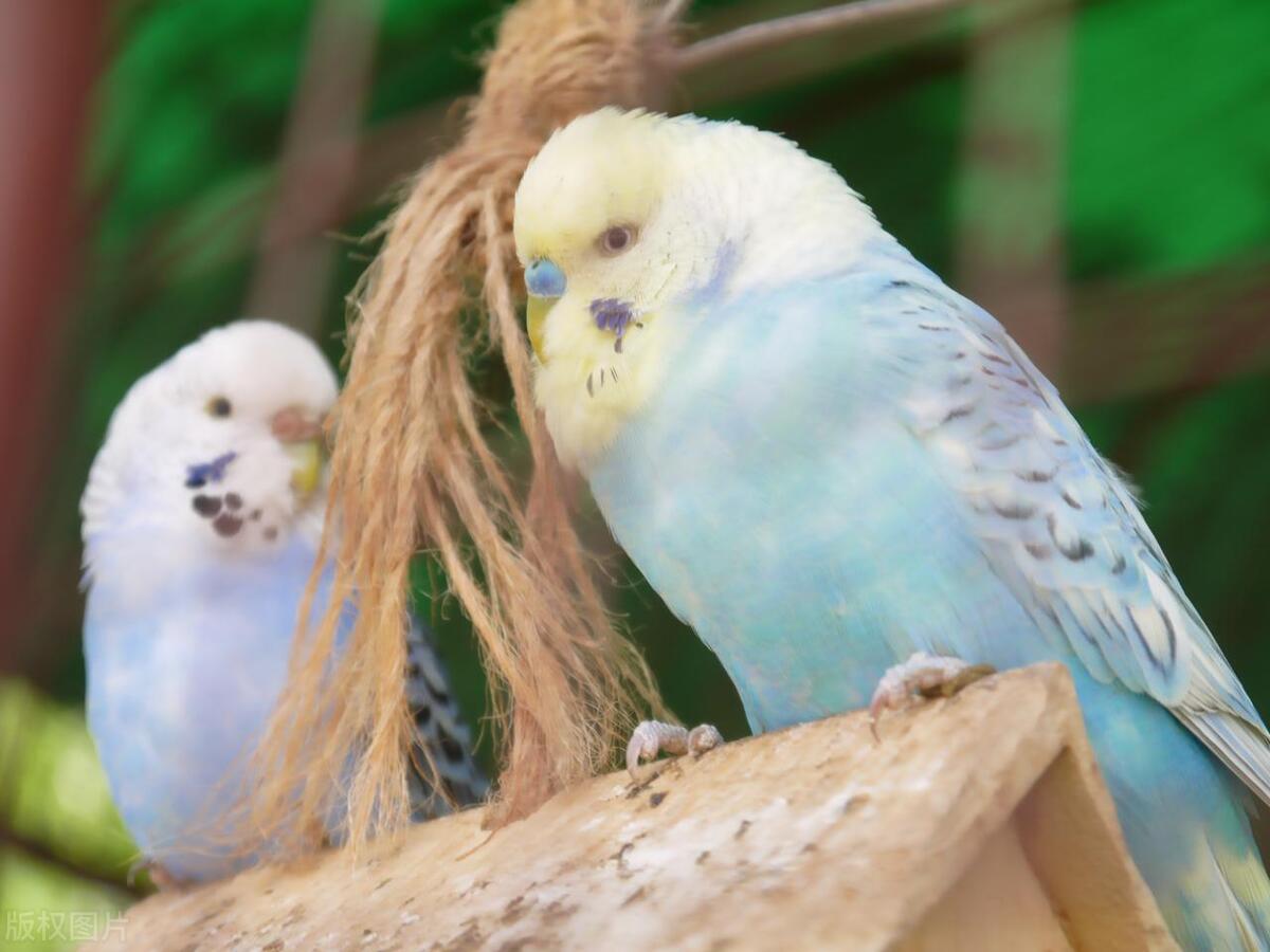 鹦鹉常见疾病和治疗,鹦鹉得马立克氏病存活率