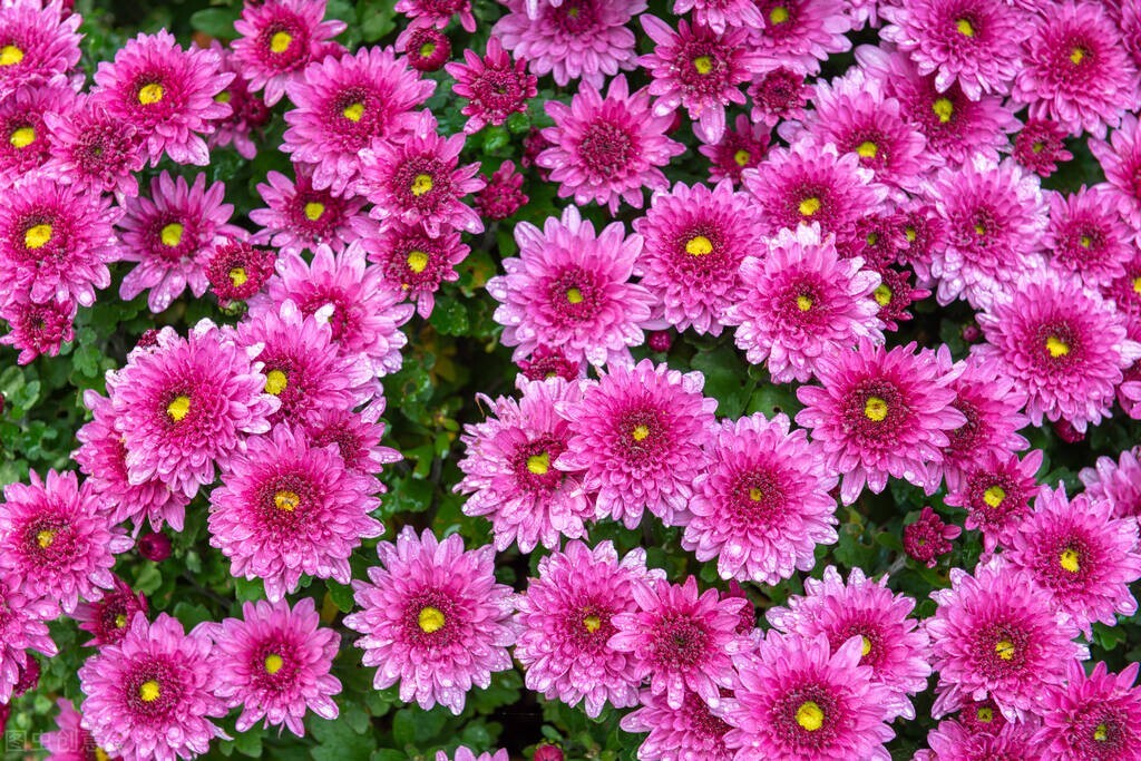 白玫瑰和菊花花语,菊花的花语是什么啊